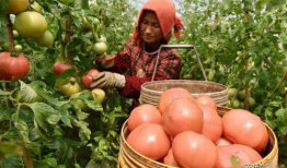 西红柿整枝打杈视频,西红柿高效整枝打杈技巧解析