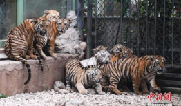 老虎视频动物世界,动物世界中的王者传奇